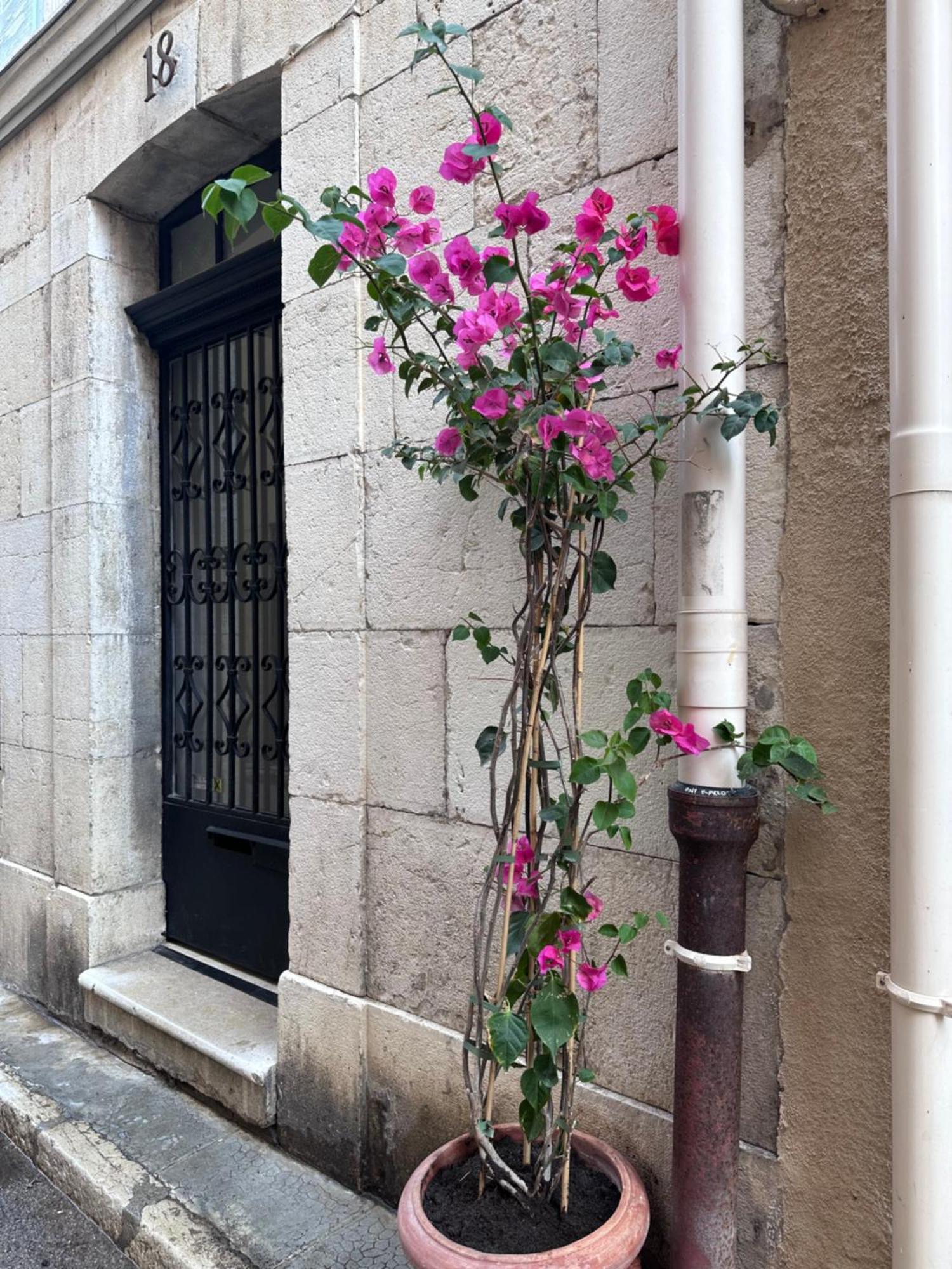 L Appartement De Manon, Centre Historique Du Vieil Antibes Esterno foto